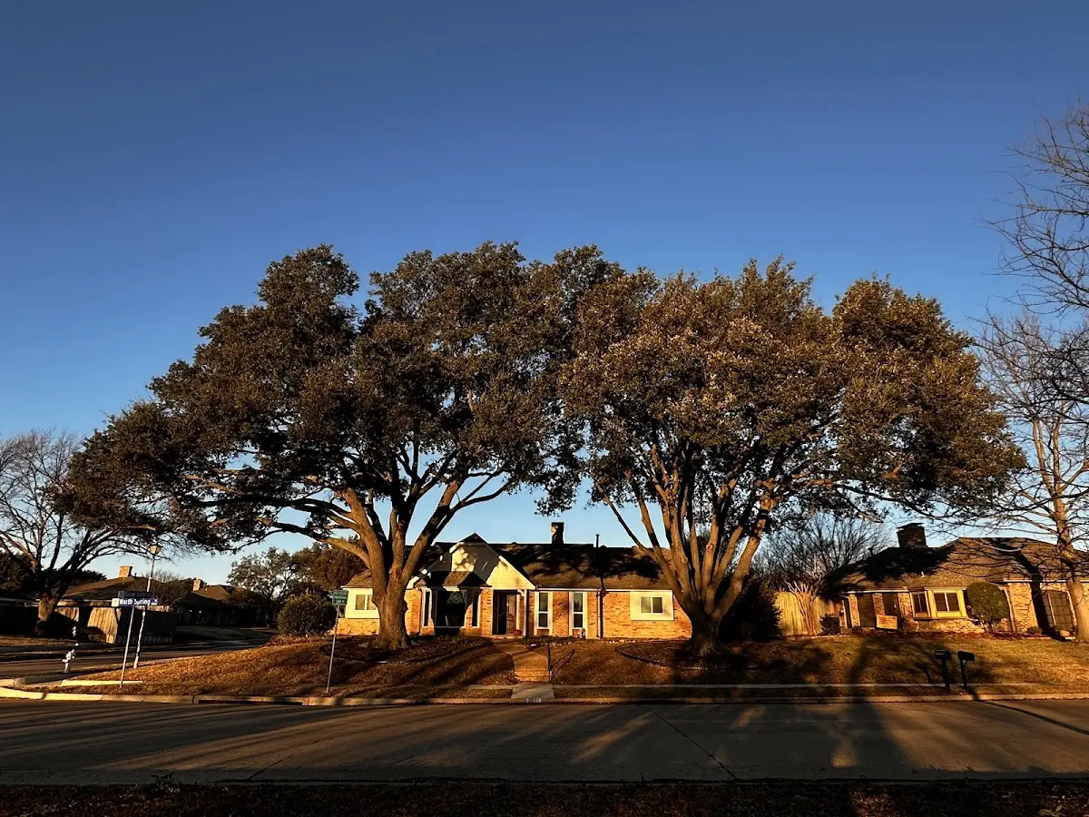 Established residential canopy tree shading a home in Sardis